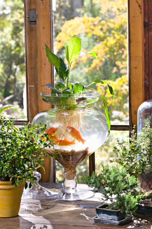 Tanaman Air dalam Pot Besar